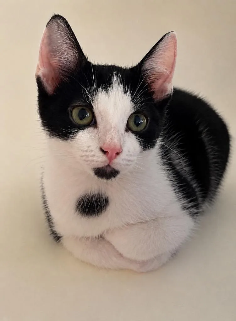A baby small-sized male Domestic Short Hair cat named Conner for adoption in Columbia, TN