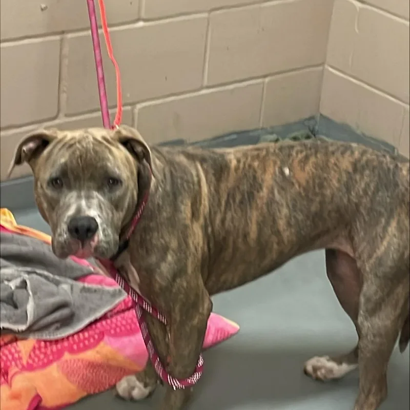 An adult large-sized female American Staffordshire Terrier dog named Daphny for adoption in Tacoma, WA