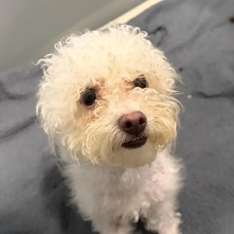 An adult small-sized male White / Cream Miniature Poodle dog named Andrson D for adoption in Princeton, MN