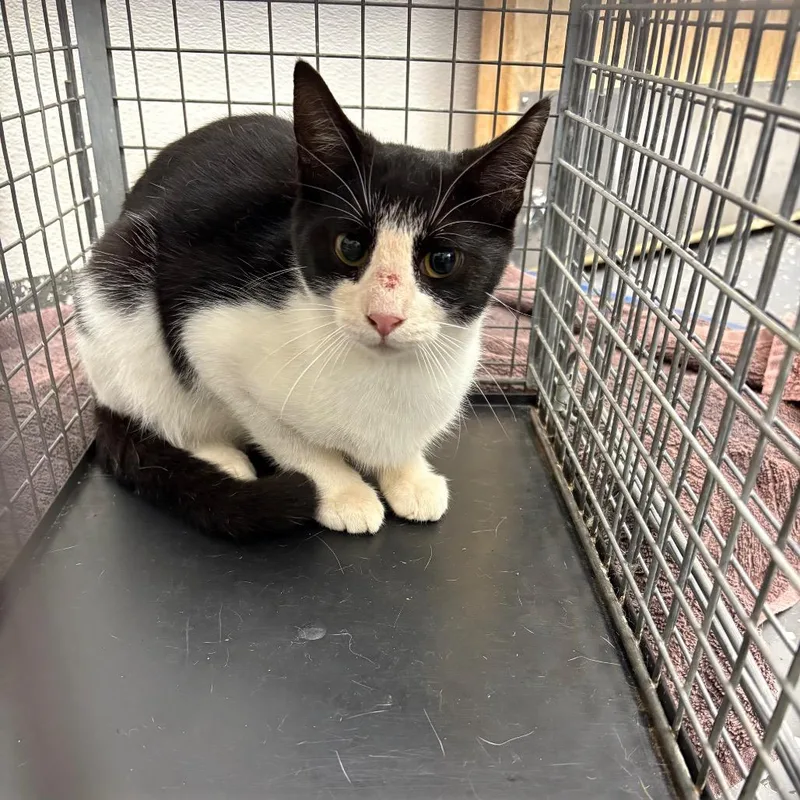 A young medium-sized male Black Domestic Short Hair cat named Feral Booger for adoption in Columbiana, AL