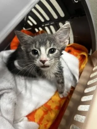 A baby small-sized male Domestic Short Hair cat named Haku for adoption in Fallston, MD