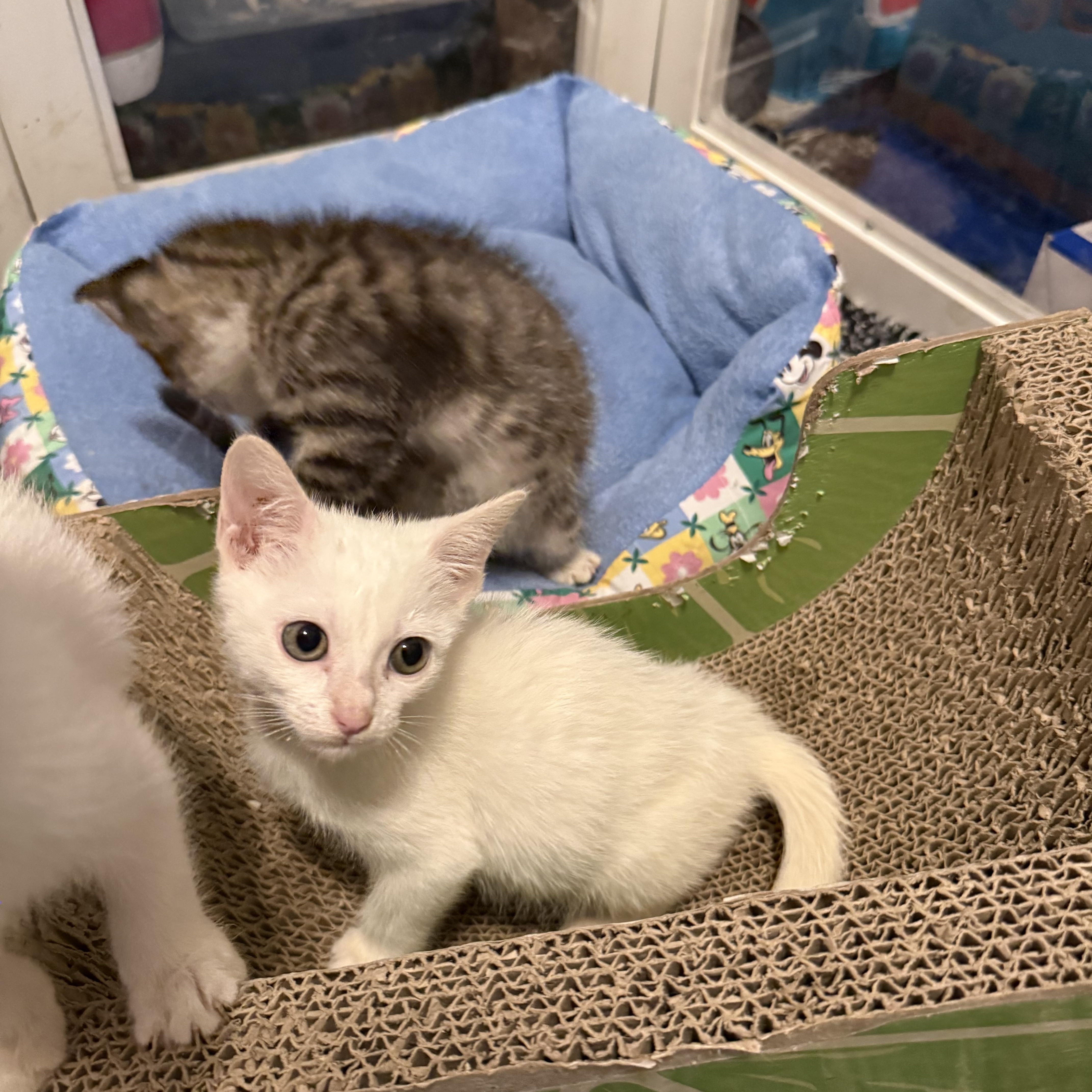 A baby medium-sized female Domestic Medium Hair cat named Snowbell for adoption in Intercession city , FL