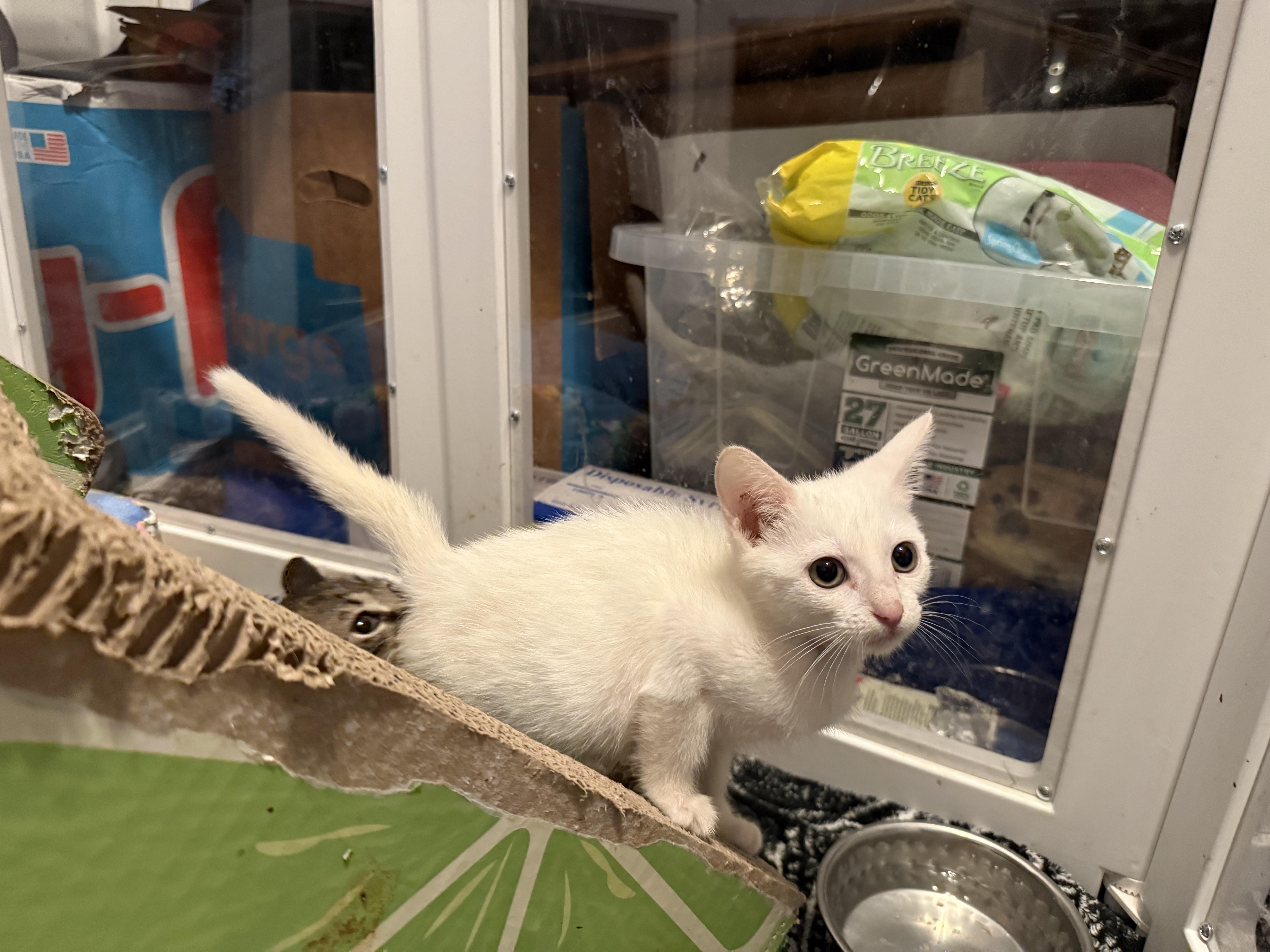 Snowbell thumbnail 2