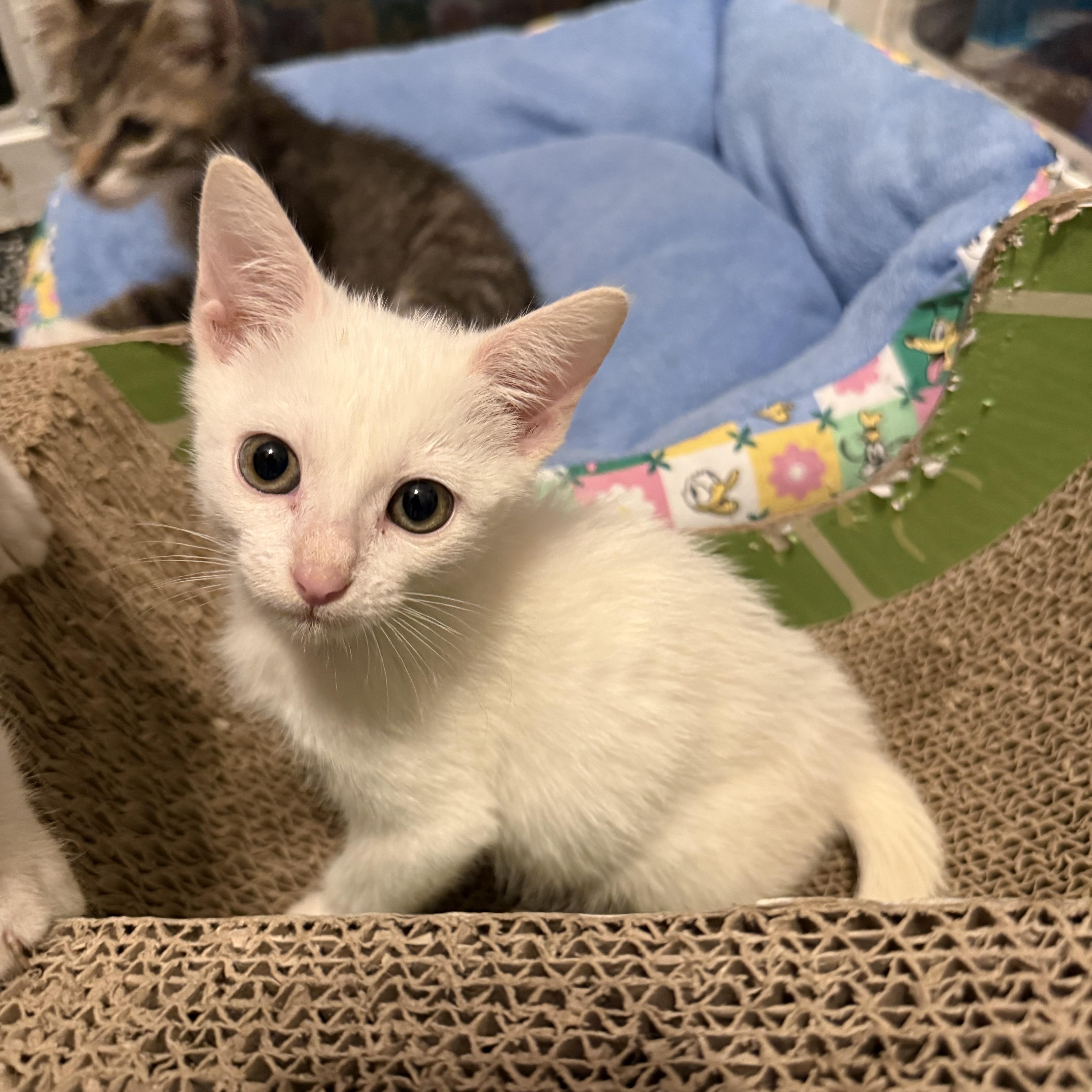 Snowbell thumbnail 3