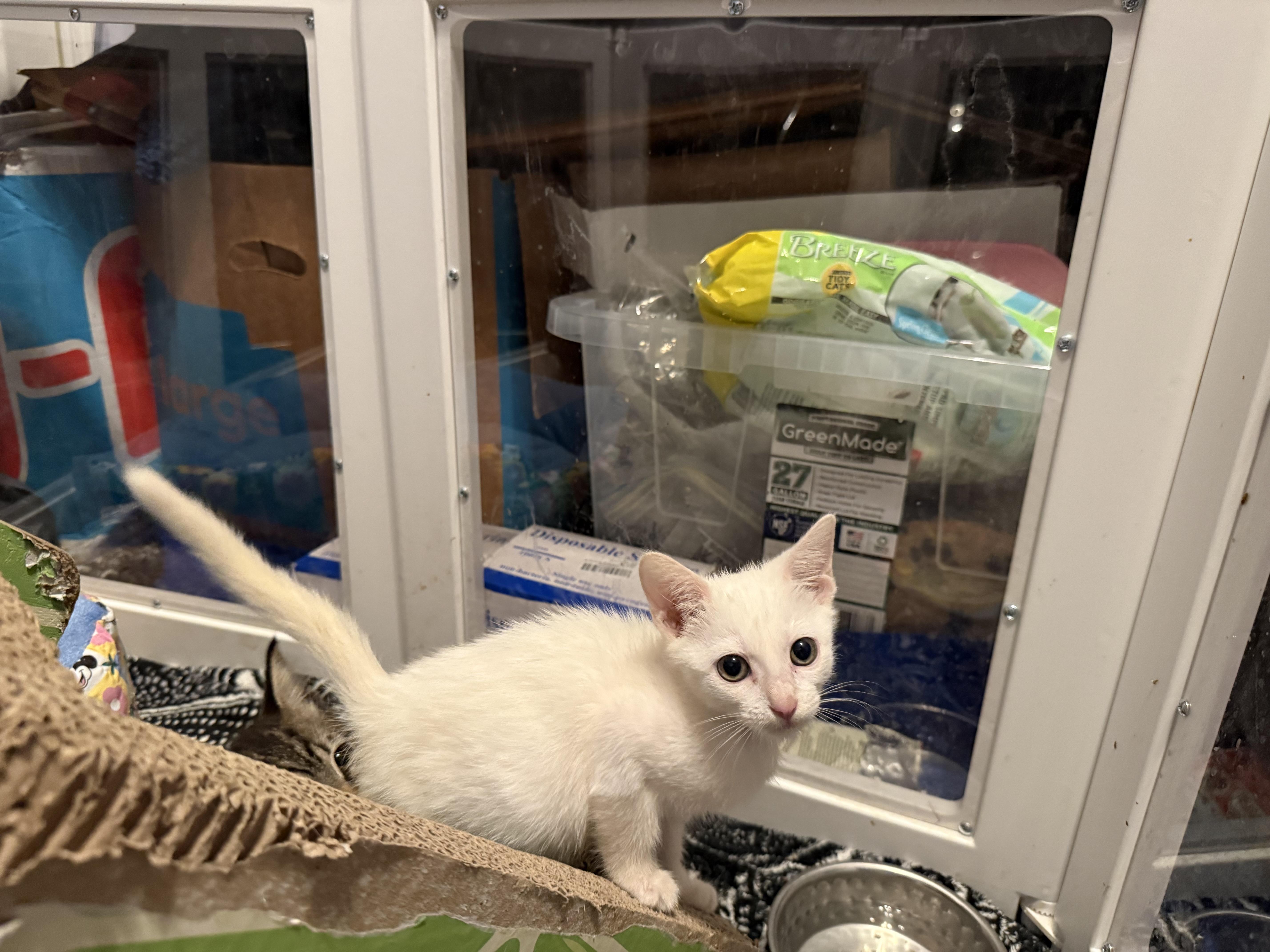Snowbell thumbnail 4