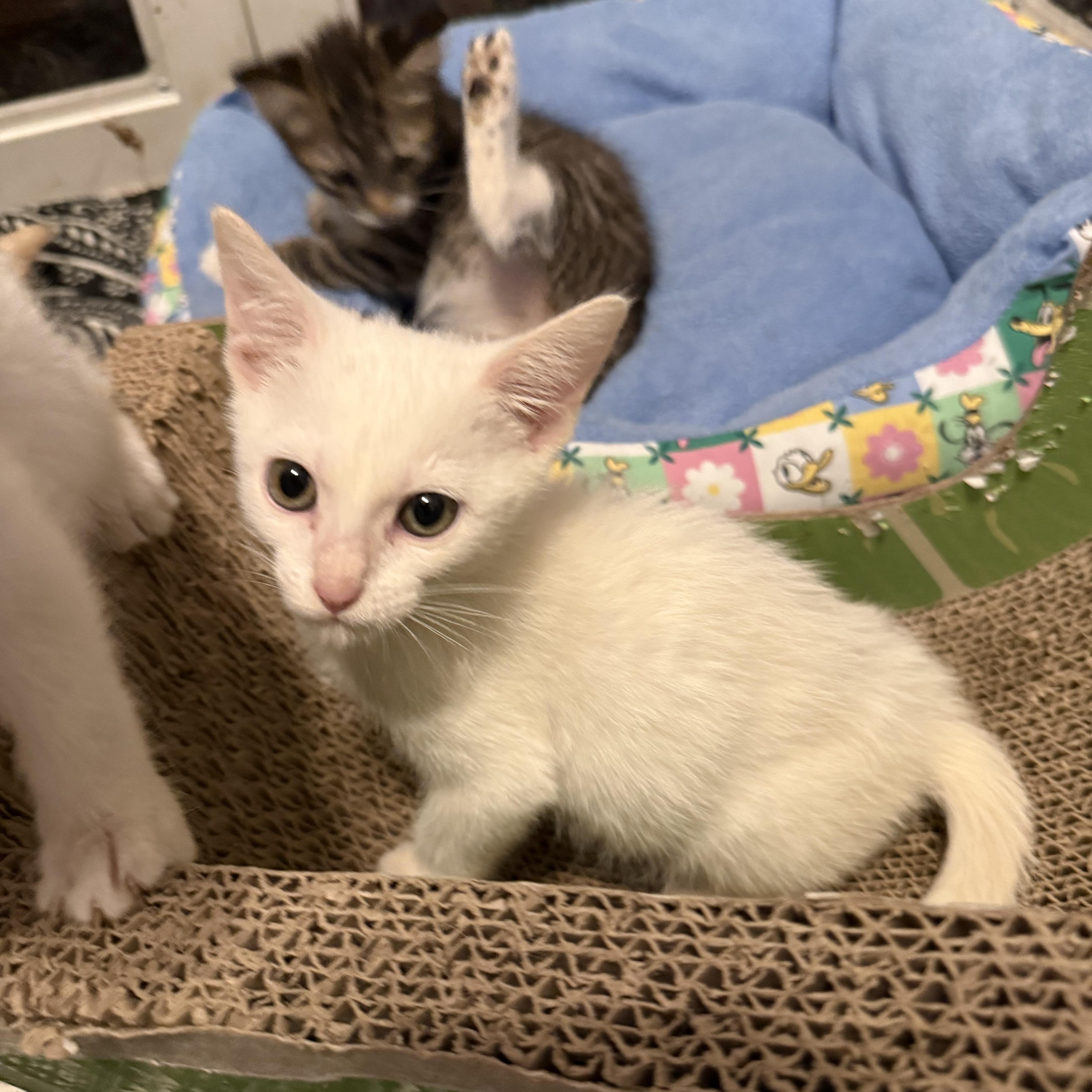 Snowbell thumbnail 5