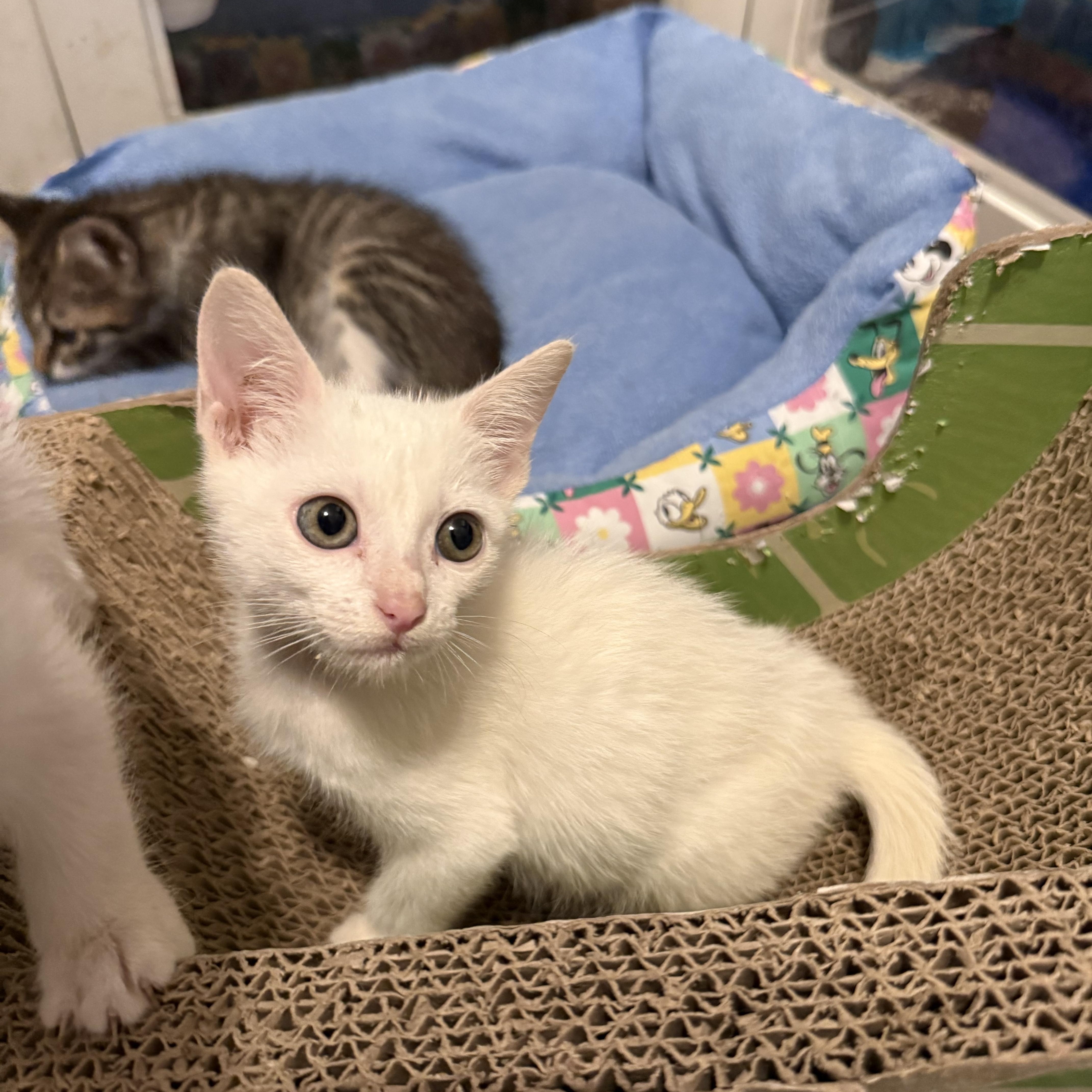 Snowbell thumbnail 6
