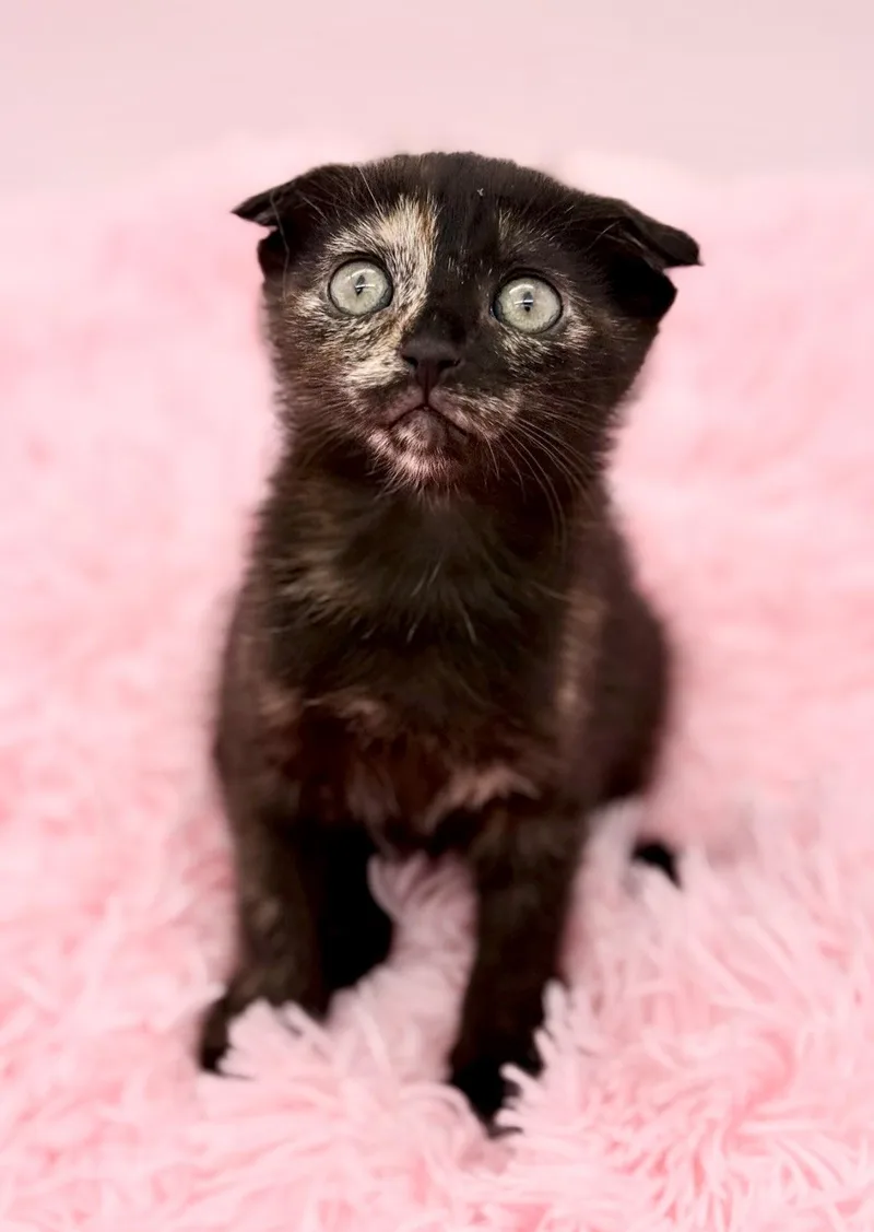A baby medium-sized female Tortoiseshell Scottish Fold cat named Papier Mache for adoption in Covington, LA