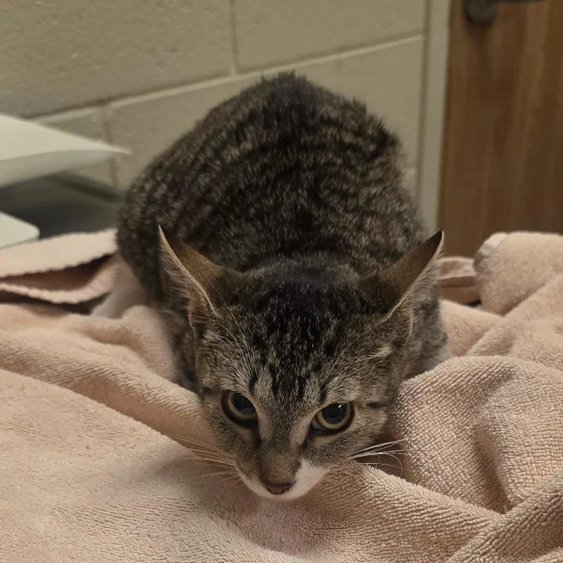 A young medium-sized female Brown / Chocolate Domestic Short Hair cat named Eleanor for adoption in Bristol, IN