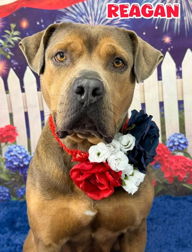 An adult large-sized female Yellow / Tan / Blond / Fawn Mixed Breed dog named Reagan for adoption in Flint, MI
