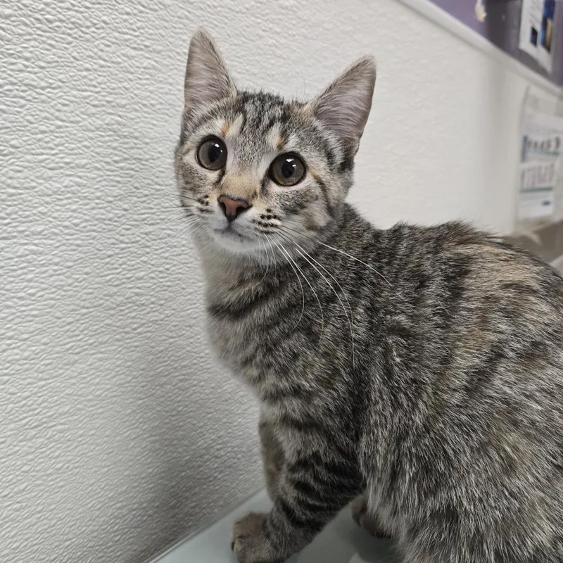 A baby medium-sized female Gray / Blue / Silver Domestic Short Hair cat named Miss Spink for adoption in Albuquerque, NM