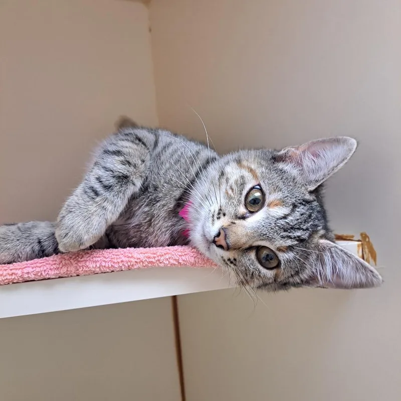 Miss Spink thumbnail 2