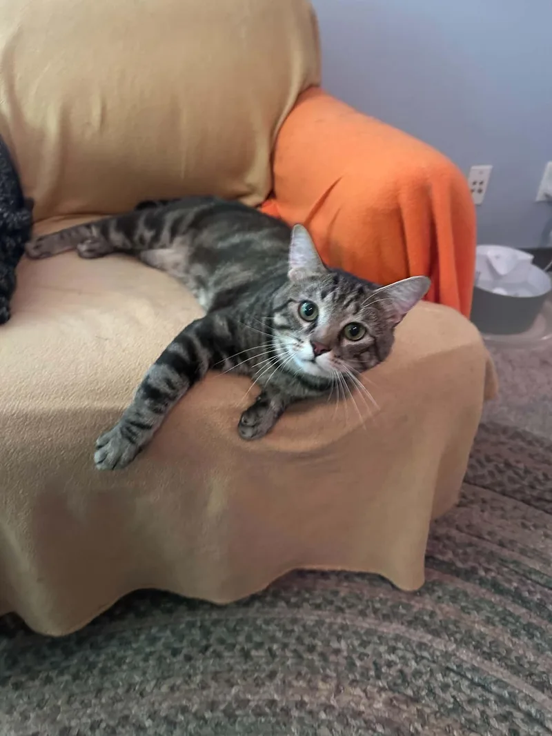 An adult medium-sized male Tabby cat named Parker for adoption in Cincinnati, OH