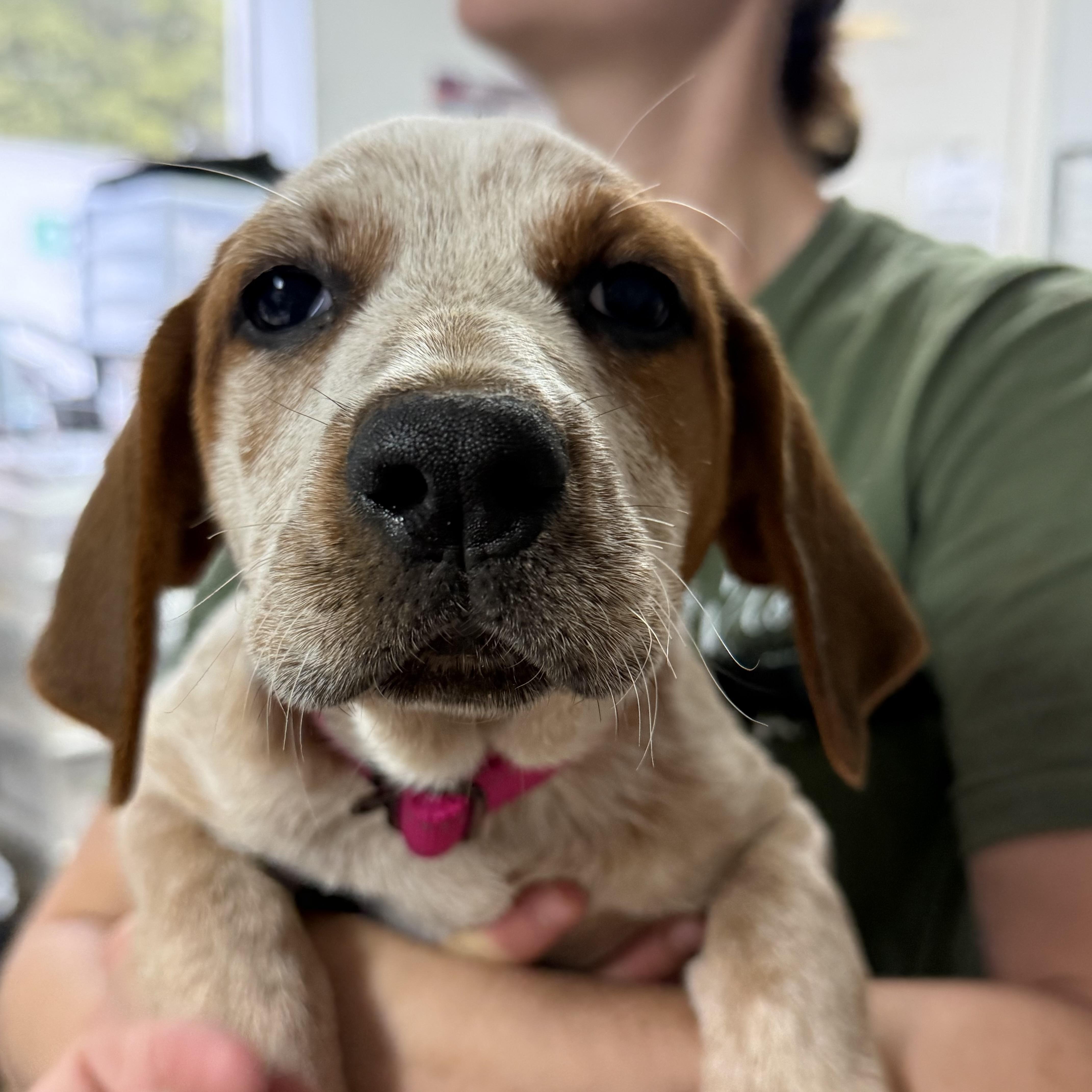 Lambchops thumbnail 2