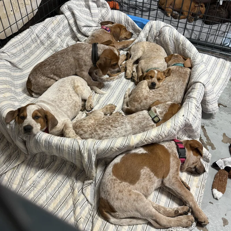 Lambchops thumbnail 3