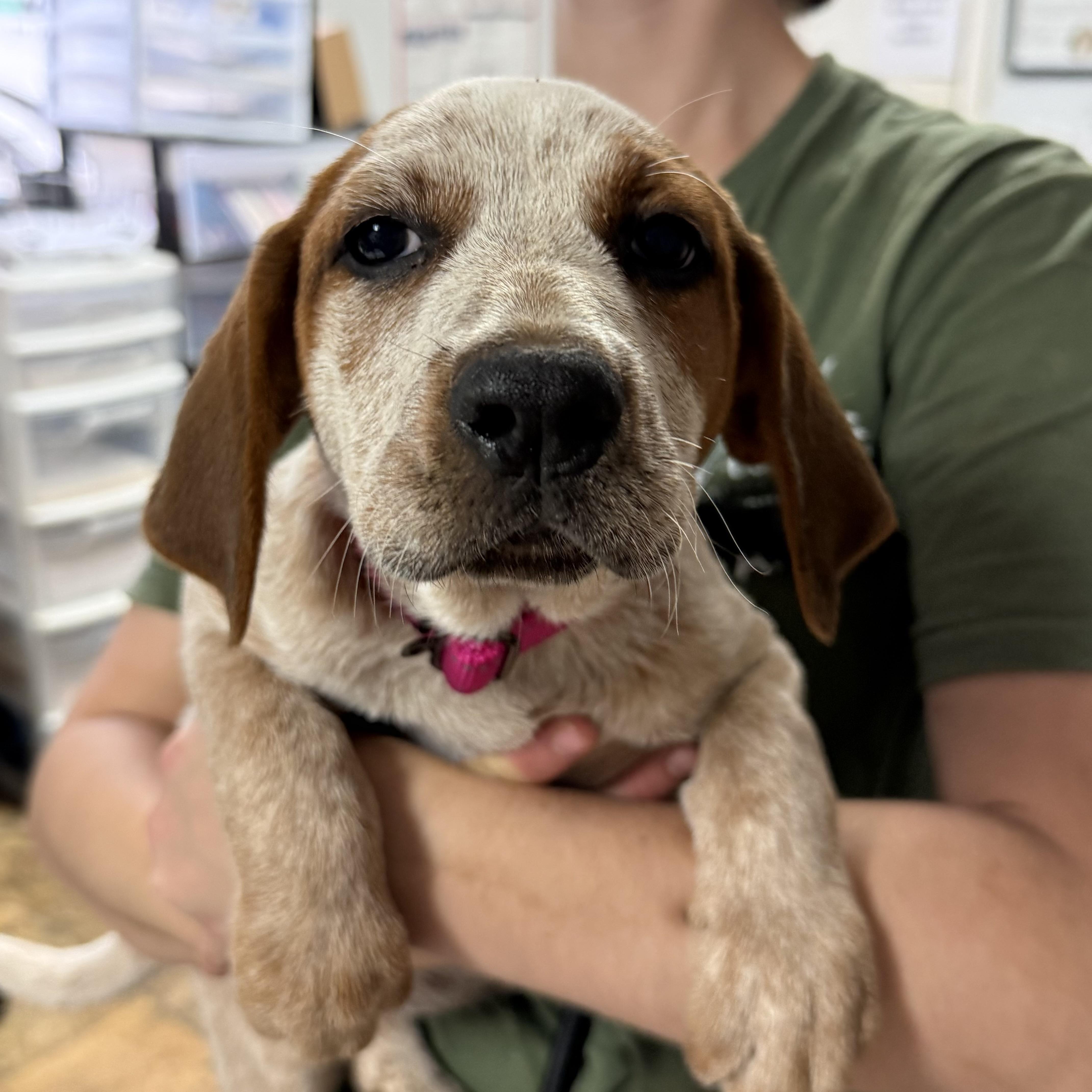 Lambchops thumbnail 4