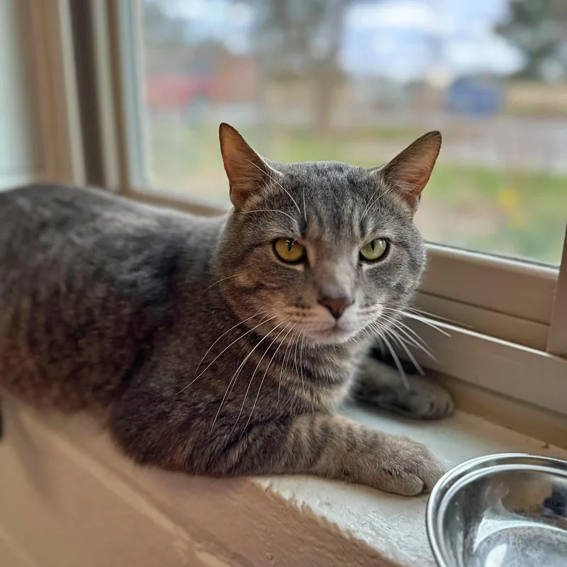 An adult medium-sized male Gray / Blue / Silver Domestic Short Hair cat named Mongoose Witherspoon for adoption in Bowling Green, OH