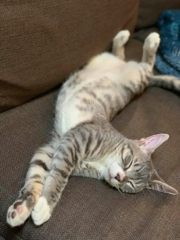 A baby medium-sized male White Domestic Short Hair cat named Lando for adoption in Santa Clara, CA