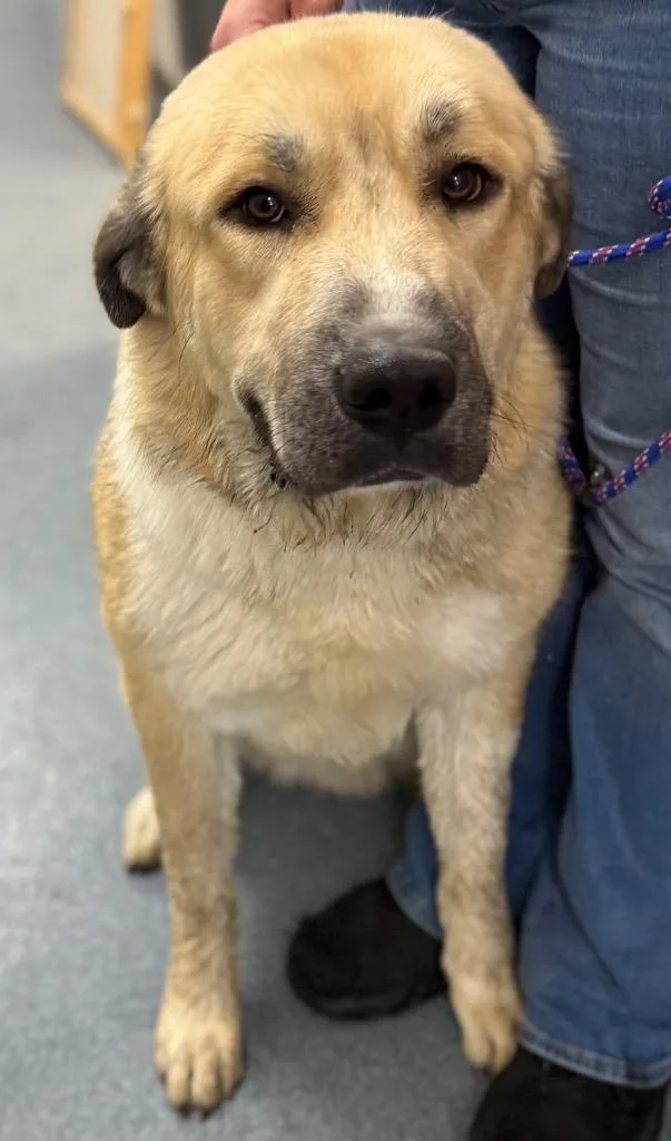 A young large-sized male Anatolian Shepherd dog named Shep for adoption in Sapulpa, OK