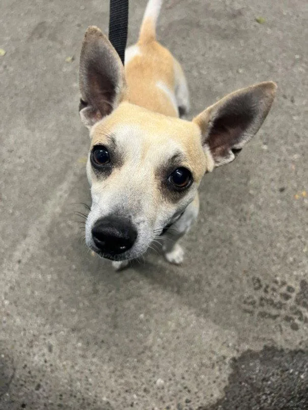 An adult small-sized male Chihuahua dog named Nirvana for adoption in Woodland, CA
