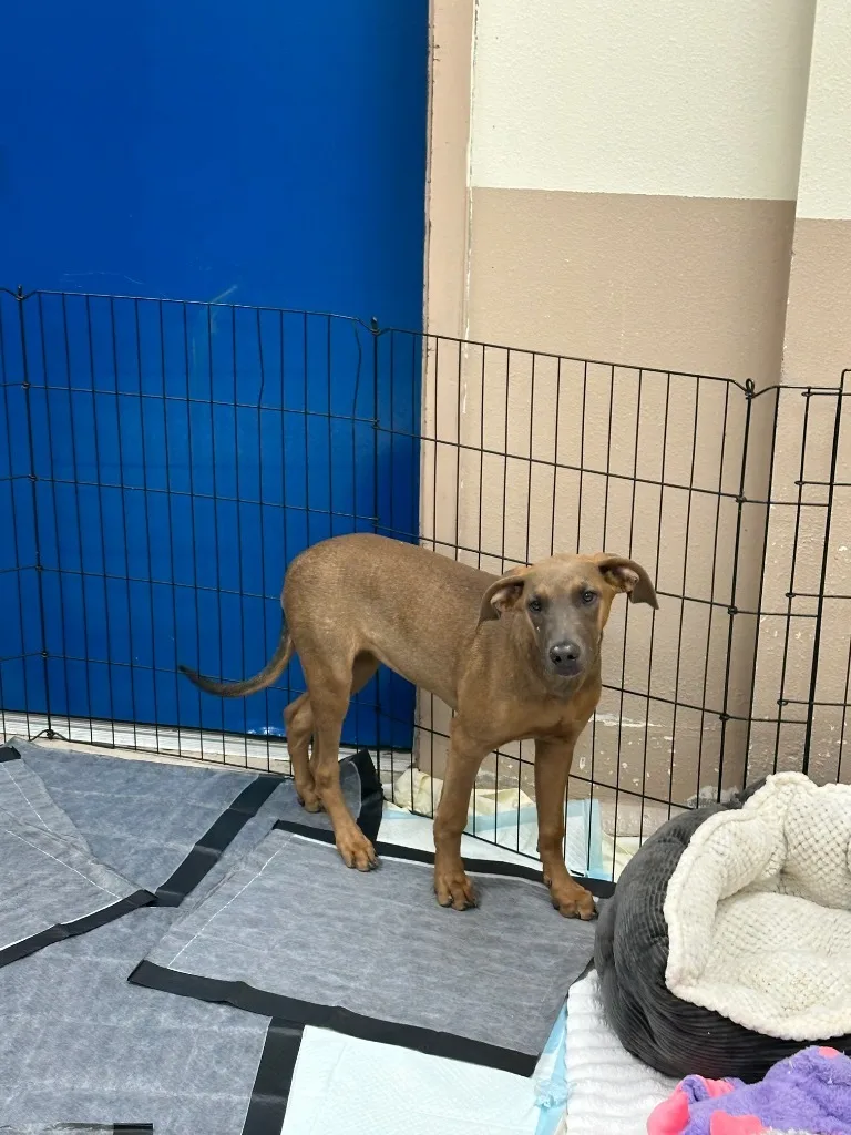 A baby medium-sized female Doberman Pinscher dog named Muffin for adoption in El Paso, TX