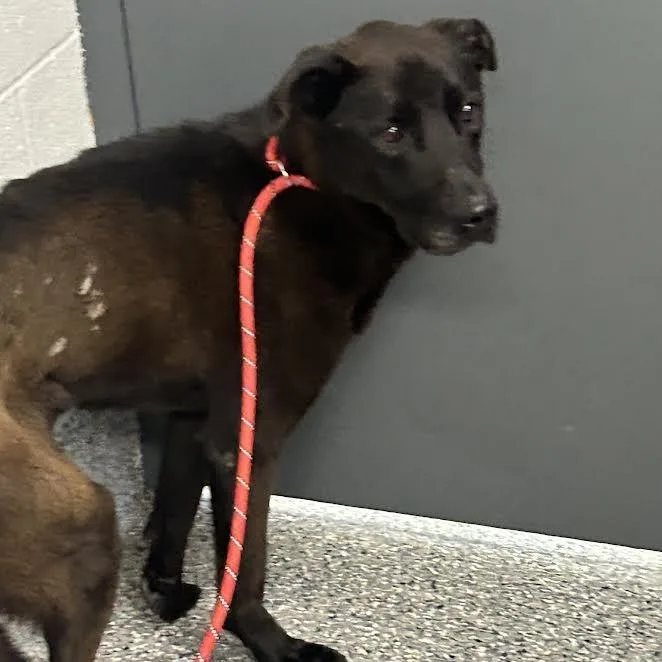 A young medium-sized female Black Mixed Breed dog named Batty for adoption in Dearborn, MI