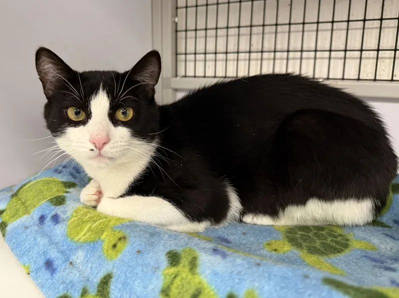 A young large-sized male Black & White / Tuxedo Domestic Short Hair cat named LOCAL CAT  Yankee for adoption in Clayville, RI