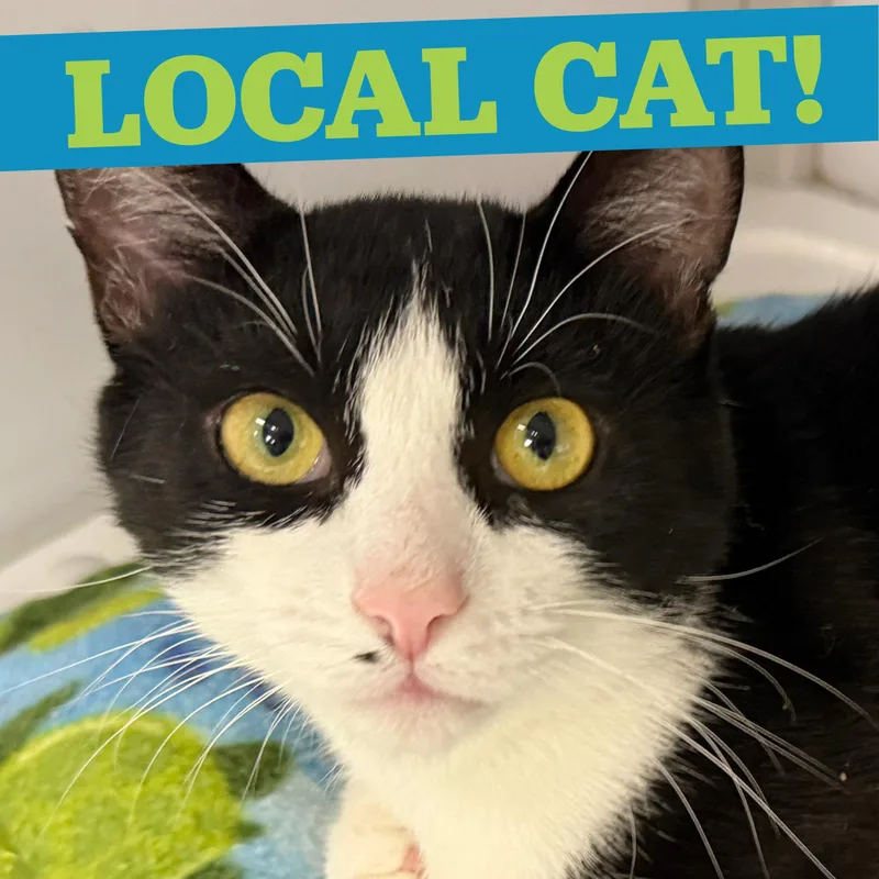 LOCAL CAT  Yankee thumbnail 2