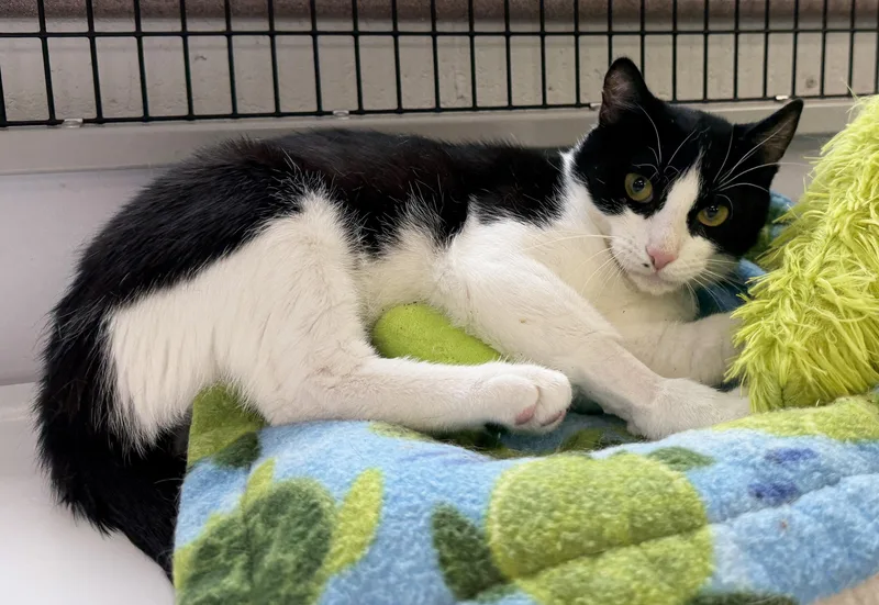 LOCAL CAT  Yankee thumbnail 3