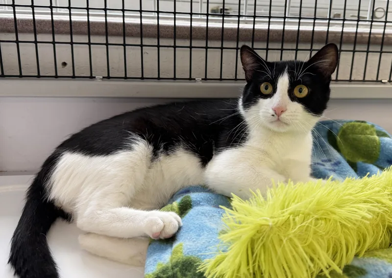 LOCAL CAT  Yankee thumbnail 4