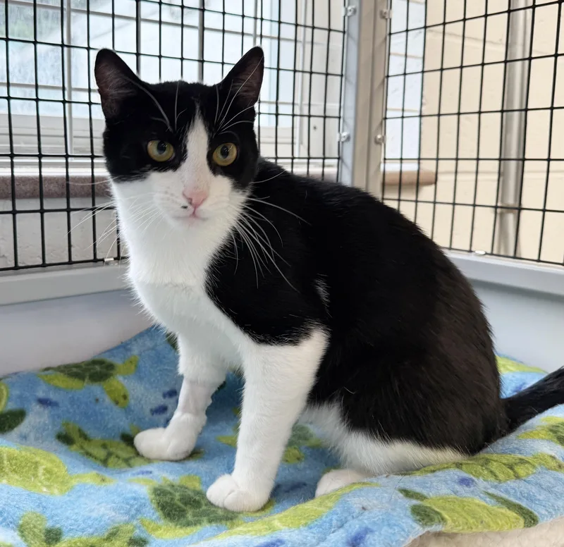 LOCAL CAT  Yankee thumbnail 5