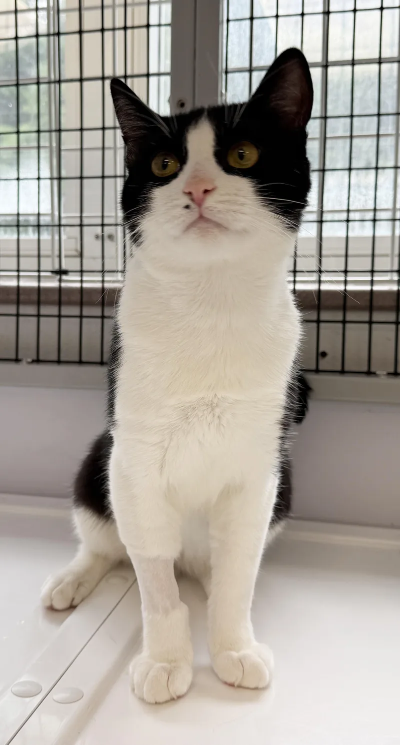 LOCAL CAT  Yankee thumbnail 6
