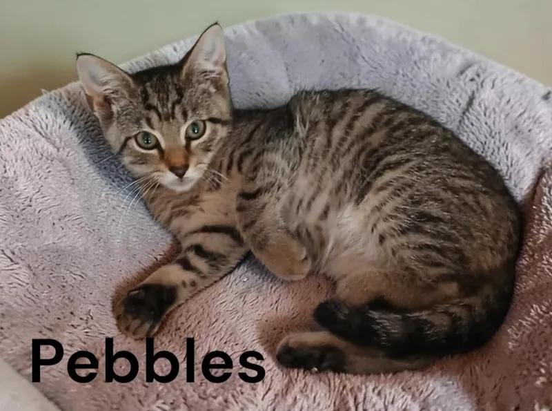 A baby medium-sized female Tabby cat named Pebbles for adoption in Weems, VA