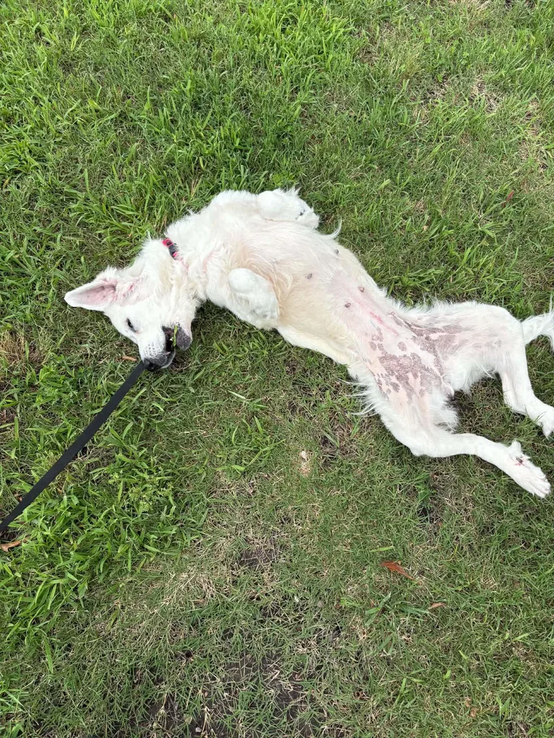 A senior large-sized female White / Cream Great Pyrenees dog named Emberleigh for adoption in Springfield, MO