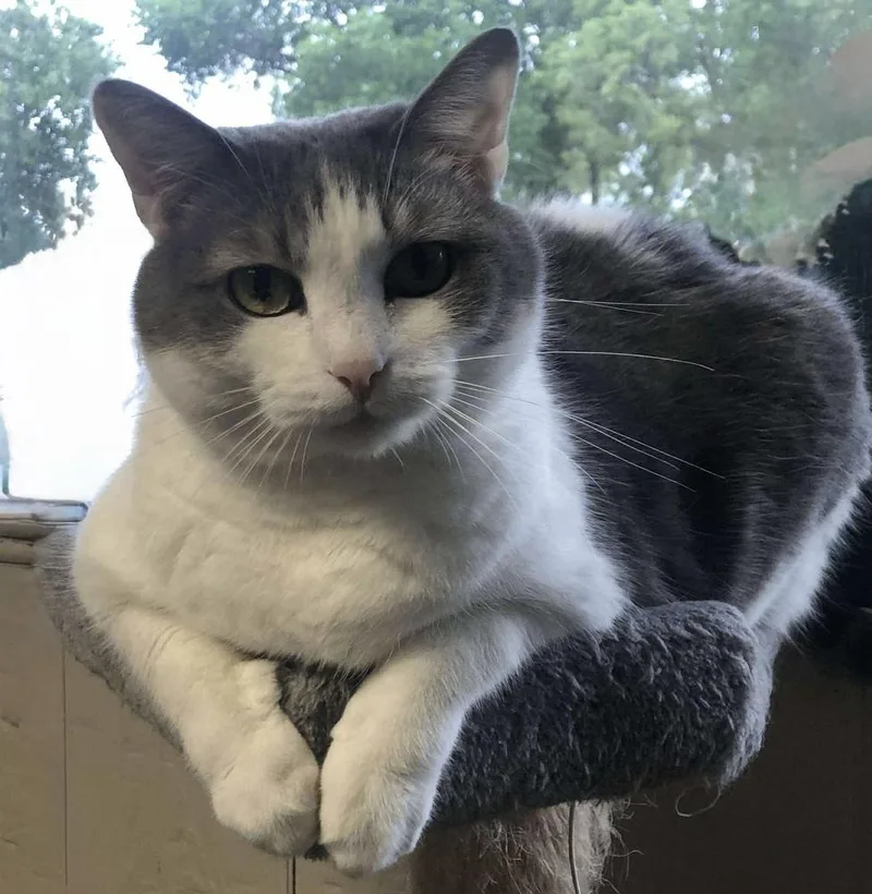 An adult medium-sized female Gray & White Domestic Short Hair cat named Ac Bert for adoption in Fremont, NE