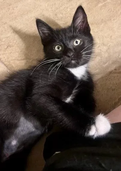 A baby medium-sized female Tuxedo cat named Primrrose for adoption in Phoenix, AZ