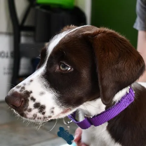 Koda