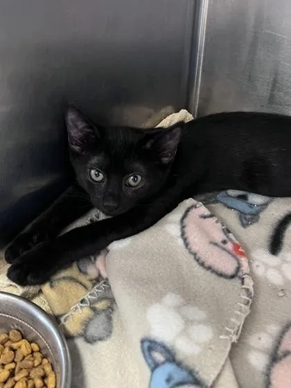 A baby small-sized female Domestic Short Hair cat named Countess for adoption in Houston, TX