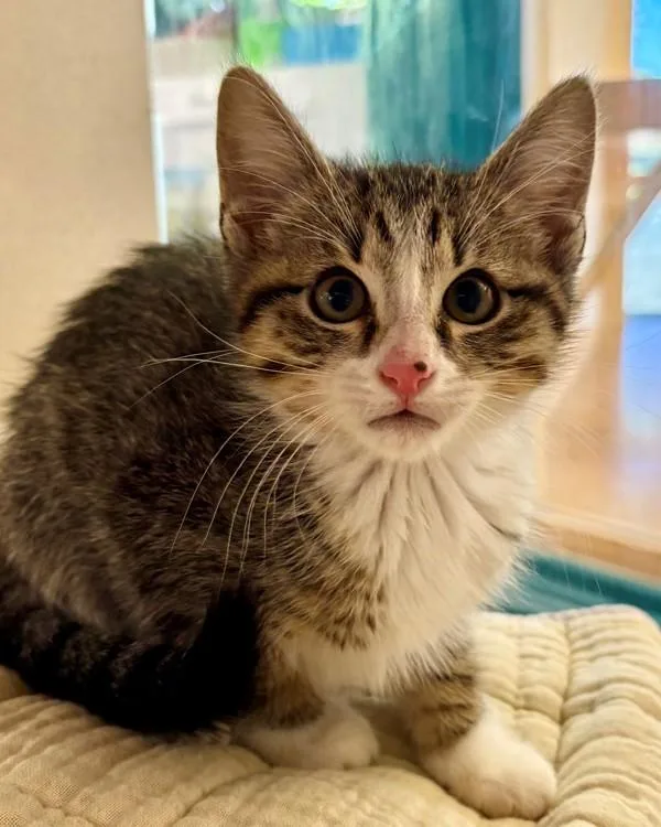A baby small-sized male Domestic Short Hair cat named Perrier for adoption in Novato, CA