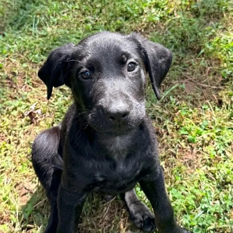 A baby medium-sized male Black Coonhound dog named Mordocai for adoption in Columbia, MD