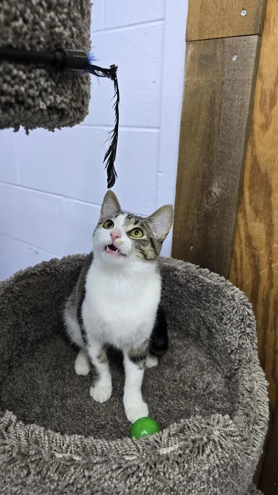 An adult small-sized female Domestic Short Hair cat named Pecan for adoption in Mishawaka, IN
