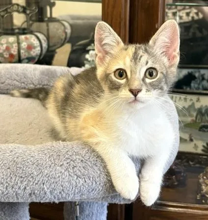 A baby medium-sized female Dilute Calico Domestic Short Hair cat named Luffy for adoption in Lafayette, LA