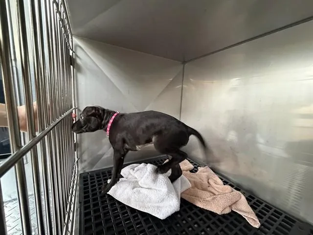 A young medium-sized female Mixed Breed dog named Riley for adoption in Dallas, TX