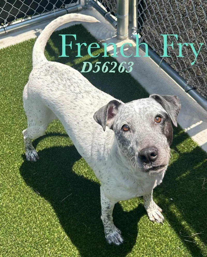 French Fry