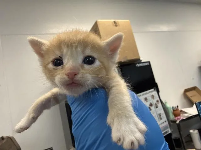 A baby small-sized male Domestic Short Hair cat named A for adoption in Thousand Palms, CA