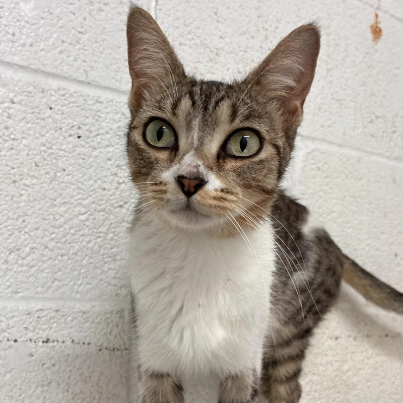 An adult medium-sized female Gray / Blue / Silver Domestic Short Hair cat named Polly for adoption in Edinburg, TX