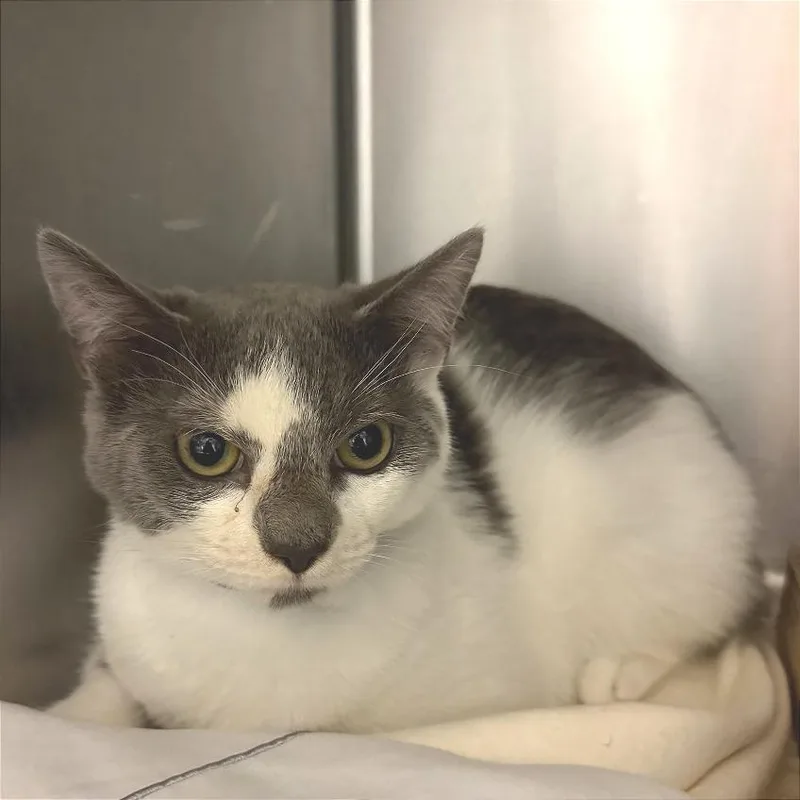 An adult medium-sized male White Domestic Short Hair cat named Saja for adoption in Chattanooga, TN