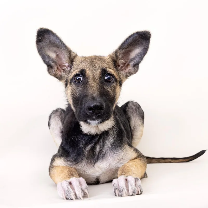 A baby small-sized female Black Mixed Breed dog named Magenta for adoption in Franklin, TN