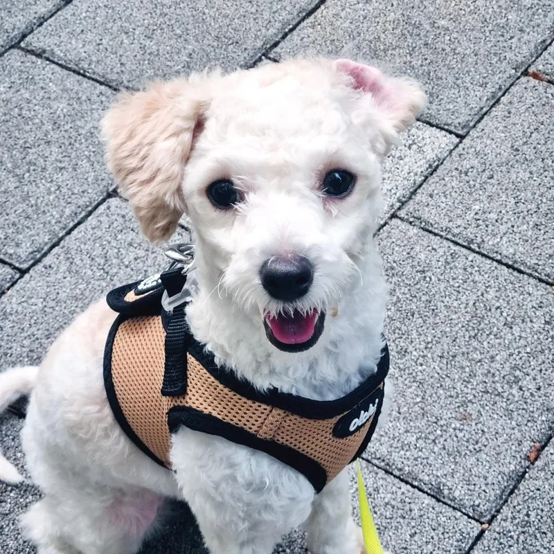A baby small-sized female White / Cream Maltipoo dog named Sun for adoption in Springfield, VA