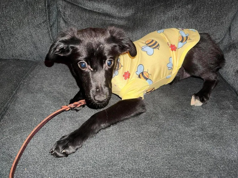 A baby medium-sized female Labrador Retriever dog named June Berry for adoption in Cloquet, MN